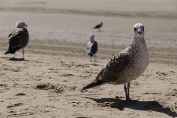Gaviota en la playa