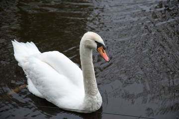 Beautiful white swan on the water surface.