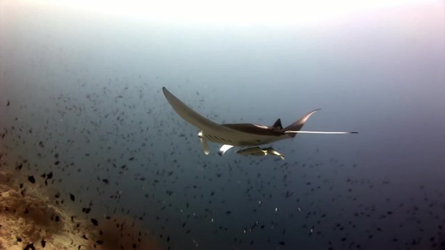 Manta ray and remora fish underwater background of reflection sun in Maldives. Unique amazing video footage. Abyssal relax diving. Natural aquarium of sea and ocean. Beautiful animals.