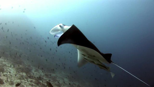 Manta ray and remora fish underwater background of reflection sun in Maldives. Unique amazing video footage. Abyssal relax diving. Natural aquarium of sea and ocean. Beautiful animals.