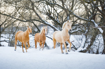 yelloy horses running gallop in winter forest