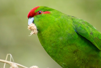 Bird With Food In Mouth 