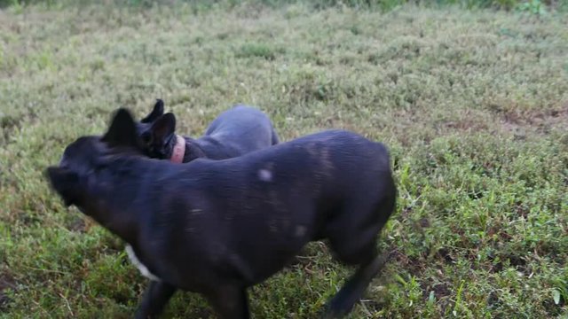 Two French Bulldogs playing together