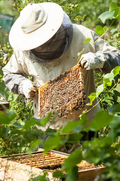 The beekeeper looks at the beehive. Honey collection and bee control. Bee breeding and bee keeping.