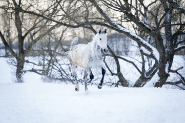 Gray horse running gallop in winter forest