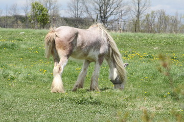 Skinny, white and beige long hair horse wearing an eye sunshade, while in a small pasture.  