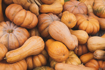 Pumpkins and squashes autumn harvest