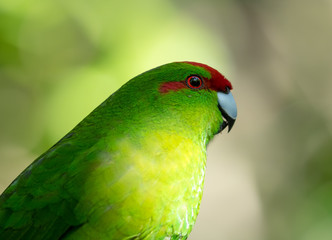 Kakariki, New Zealand Parakeet