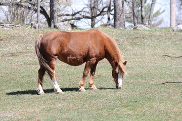 Brown colored horse in a small pasture, early in the spring season.  

