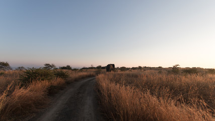 Bull Elephant, Nambiti Game Reserve, South Africa.