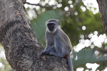 Vervet Monkey. Mount Edgecombe, South Africa.