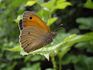 farfalla