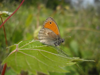 farfalla