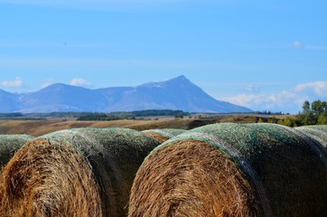 Round hay bales with mountains in the background
