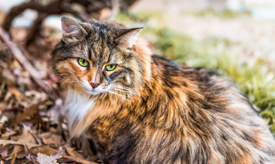Closeup portrait of calico maine coon cat with green eyes sitting outside home garden in fallen autumn foliage and green grass
