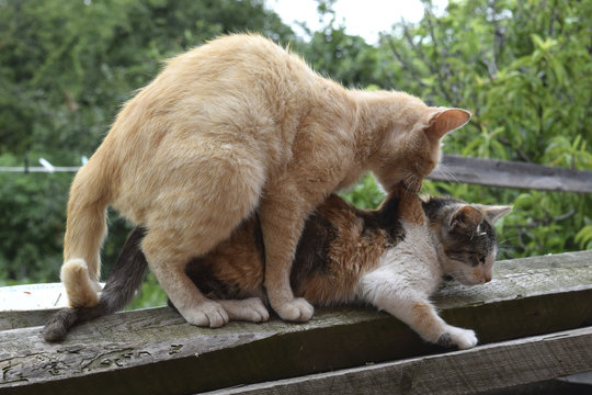 Mating domestic cats