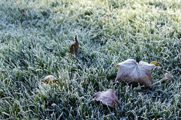 Frozen grass with leaves close up