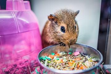 Closeup of cute brown guinea pig with whiskers eating from bowl in cage with colorful house - Powered by Adobe