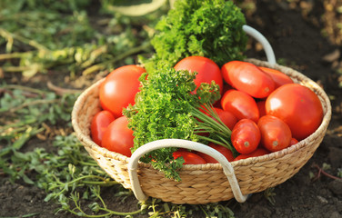 Wicker basket with tomatoes and parsley on ground