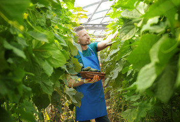 Male farmer working in greenhouse