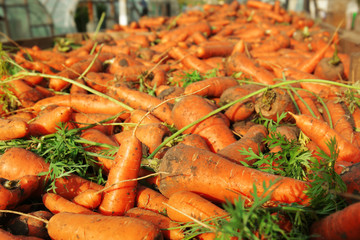 Many ripe carrots outdoors