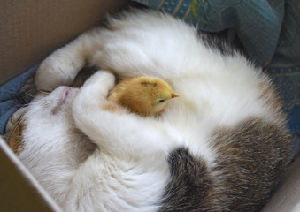 Cat warms chicken