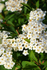 White flowers