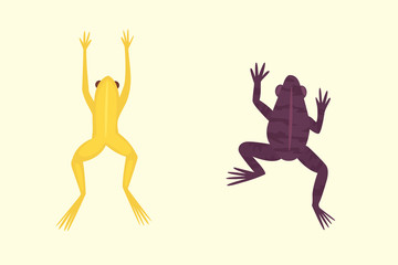 Exotic amphibian set. Frogs in different styles Cartoon Vector Illustration isolated. tropical animals