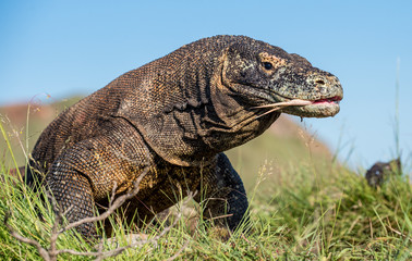 Komodo dragon ( Varanus komodoensis ) with the  forked tongue sniff air. Biggest in the world living lizard in natural habitat. Island Rinca. Indonesia.