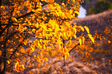 Tree with yellow leaves in bright autumnal landscape.