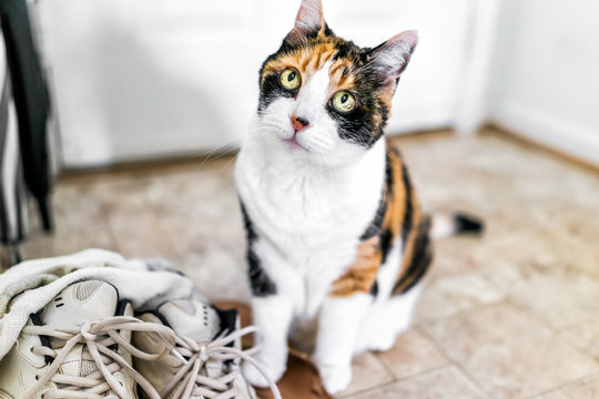 Calico cat sitting by shoes sneakers looking up with funny expression, big eyes, asking, begging for food