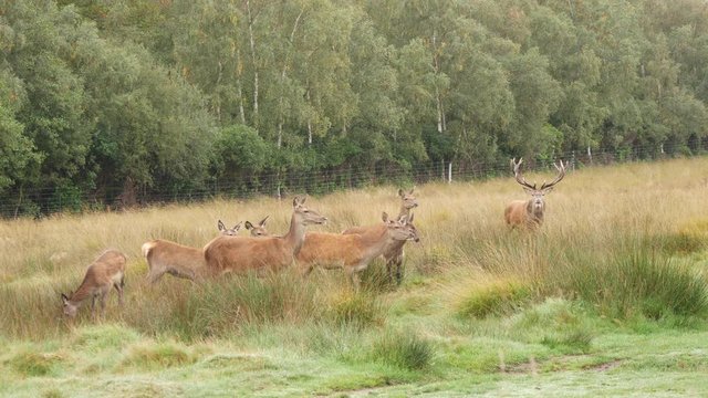 Red Deer Stag with Harem