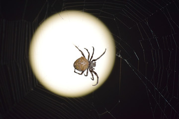 Araneus Spider on background of the moon