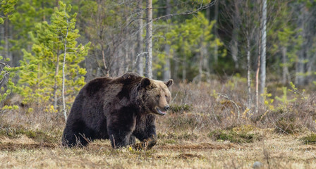 Obraz na płótnie Canvas Adult male of Brown Bear (Ursus arctos) on the swamp in spring forest.