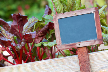  Blank wooden blackboard sign in a garden planter box.