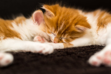 cute red and white kitten sleeping