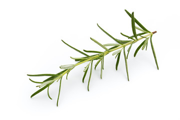 Rosemary isolated on white background, Top view.