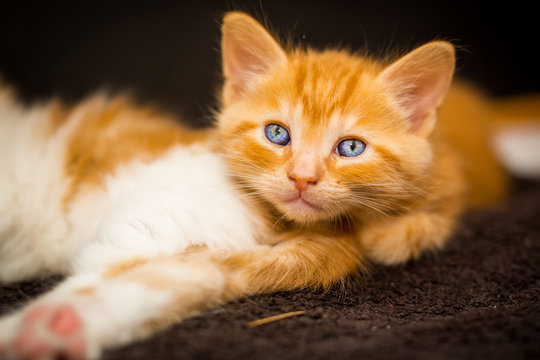 cute blue eyed kitten looks into the camera