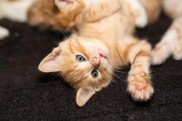 cute blue eyed kitten lying on the back in the middle of her fellow kittens