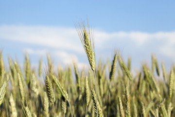 immature green grass