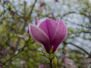 large magnolia flower