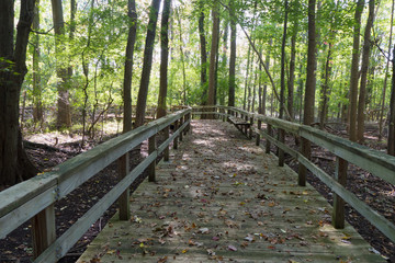 Long footbridge on wooded trail