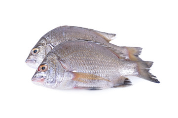 fresh Picnic seabream whole round on white background