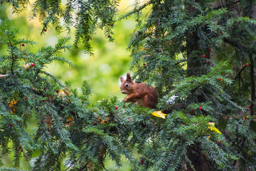 Autumn Squirrel