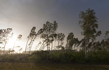 Fototapeta premium broken trees after a storm