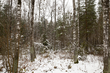 Fototapeta premium Winter time