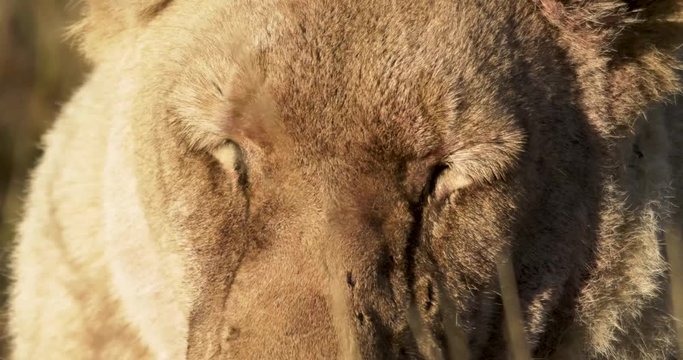 a closeup on a lioness face