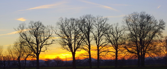 Fototapeta Drzewa na tle zachodu słońca obraz