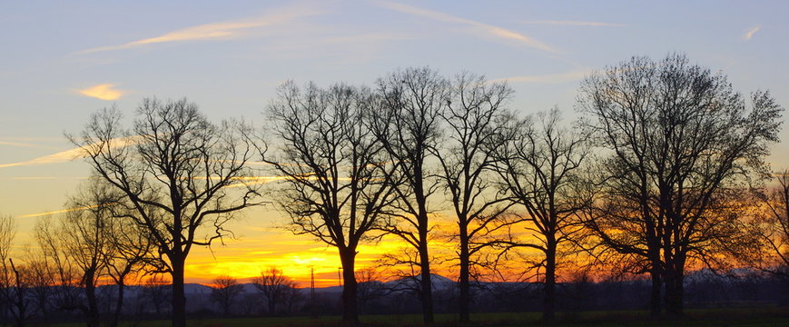 Fototapeta Drzewa na tle zachodu słońca