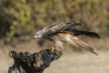 Red Kite